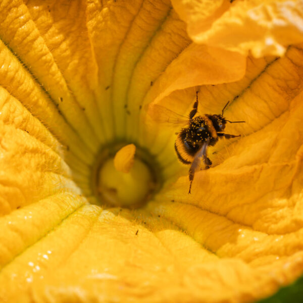 A bee inside a flower collecting pollen